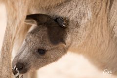 kangaroo-2