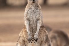 kangaroo-200-2