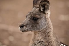 kangaroo-201-2