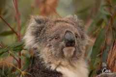 koala-australia