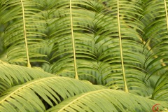 fern-nature-pattern