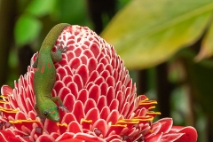 gecko-red-flower