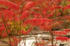 letchworth-autumn-2020-2