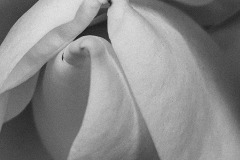 magnolia-abstract-1