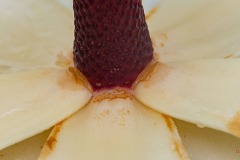magnolia-abstracts-3