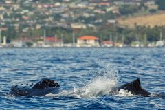 maui-whales-1