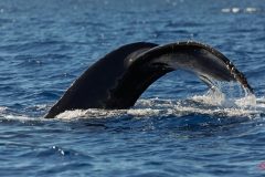 maui-whales-2