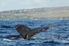 maui-whales-3