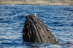 maui-whales-4