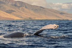 maui-whales-5