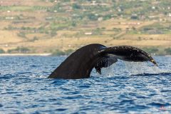 maui-whales-6