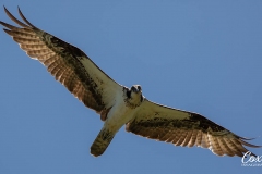 osprey_patuxent_north_tract