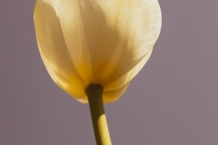 brielle-tulips-1