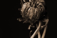dead-flower-sepia
