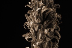 dried-flower-sepia