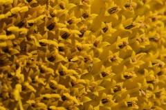 sunflower-macro